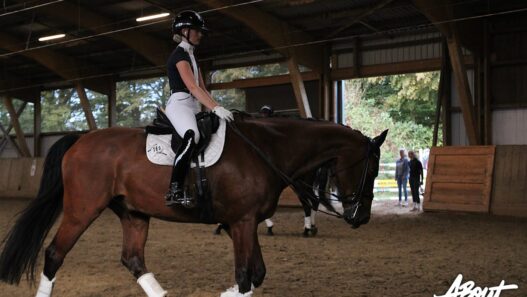 dressurtage mindener reitverein 27 09 26 04