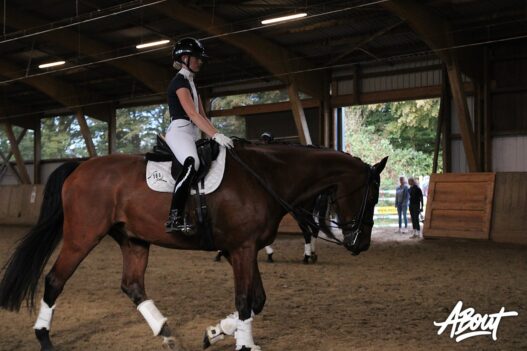 dressurtage mindener reitverein 27 09 26 04