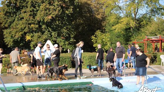 hundeschwimmen sommerbad minden 27 09 26 20